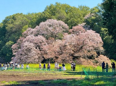 🌸 요시타카의 큰 벚나무(요시타카노오자쿠라) 이미지 2